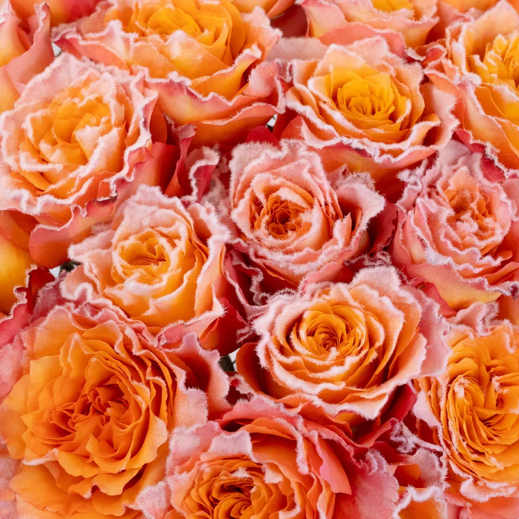 Orange Free Spirit Fuzzy Roses