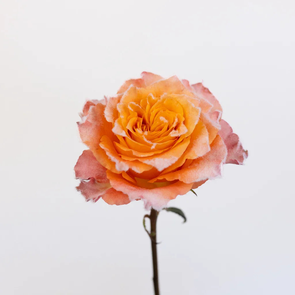 Orange Free Spirit Fuzzy Roses