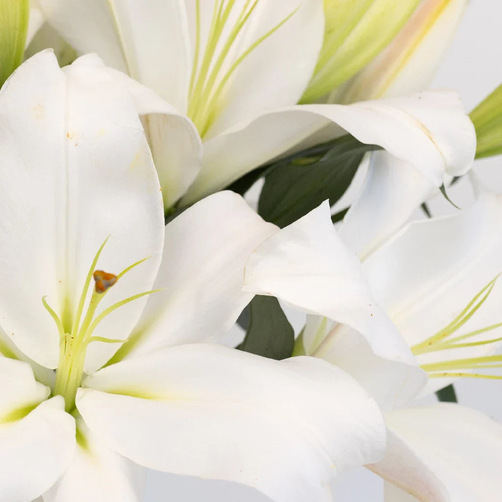 White Gandhara Oriental Lily