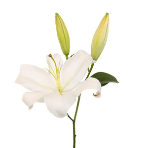 White Gandhara Oriental Lily