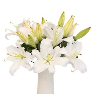 White Gandhara Oriental Lily