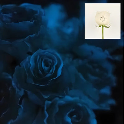 Glow in The Dark Ghost White Rose