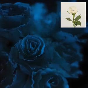 Glow in The Dark Halloween Boo! Rose