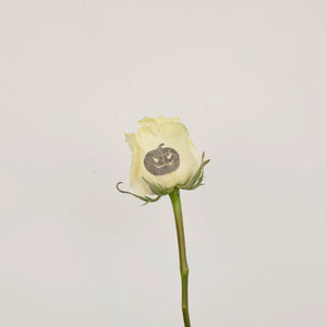 Glow in The Dark Jack O Lantern Roses