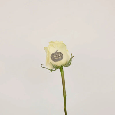 Glow in The Dark Jack O Lantern Roses