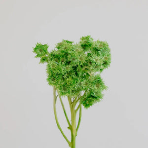 Green Dried Andean Asters