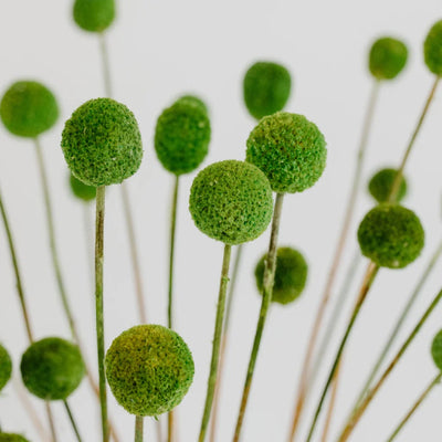 Green Dried Craspedia Billy Balls