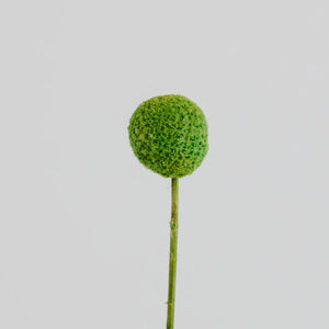 Green Dried Craspedia Billy Balls