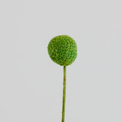 Green Dried Craspedia Billy Balls