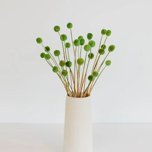 Green Dried Craspedia Billy Balls