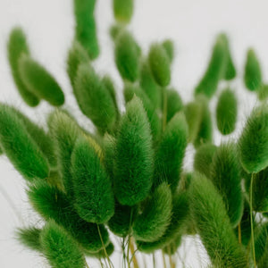 Green Dried Bunny Tail Grass
