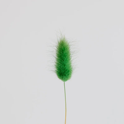 Green Dried Bunny Tail Grass