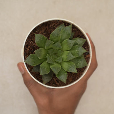Haworthia Maculata Birthday Gift Hamper