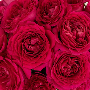 Pink Hettie David Austin Garden Rose