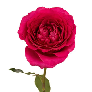 Pink Hettie David Austin Garden Rose