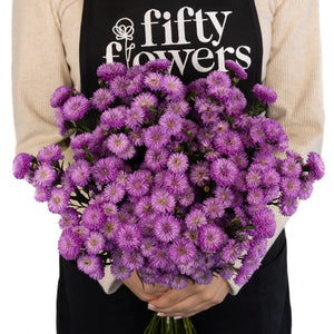 Purple Lilac Duplo Aster Flowers