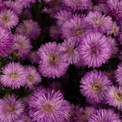 Purple Lilac Duplo Aster Flowers