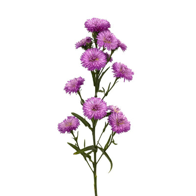 Purple Lilac Duplo Aster Flowers