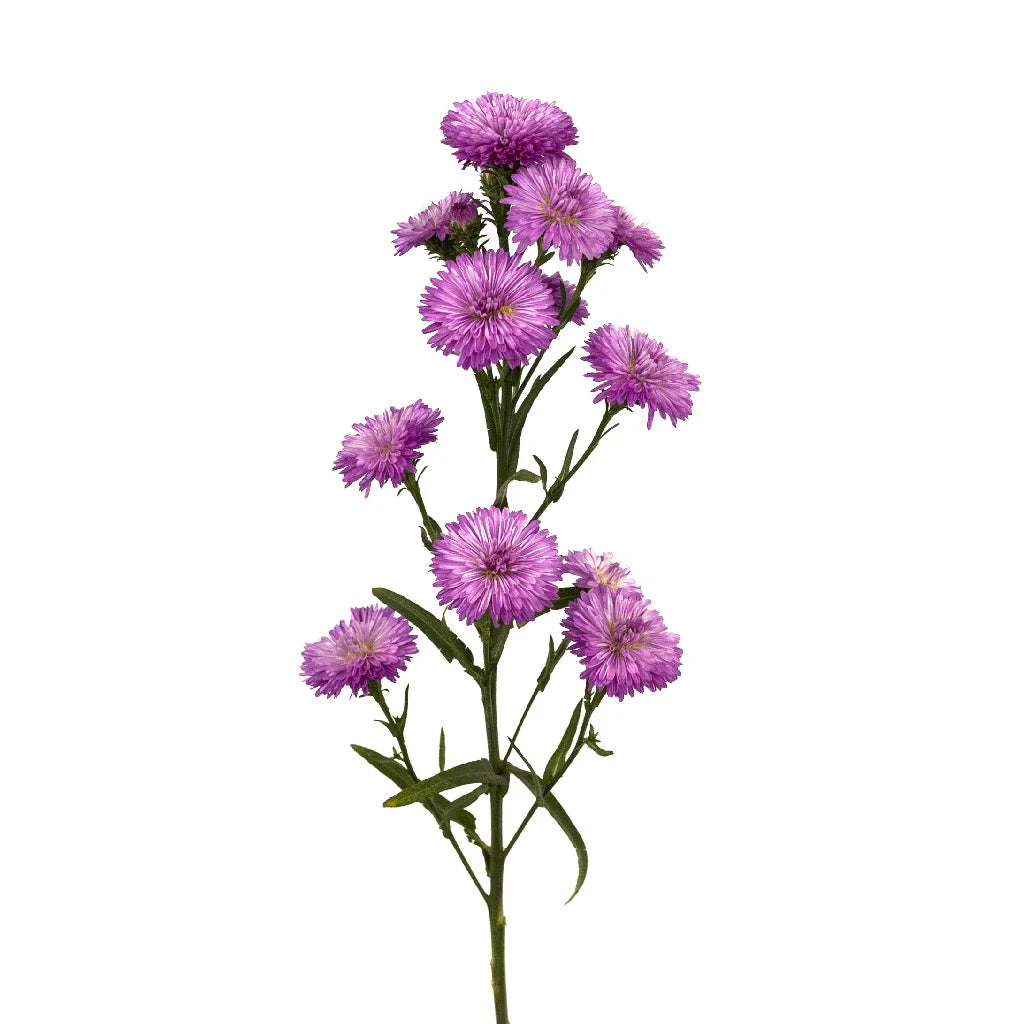 Purple Lilac Duplo Aster Flowers