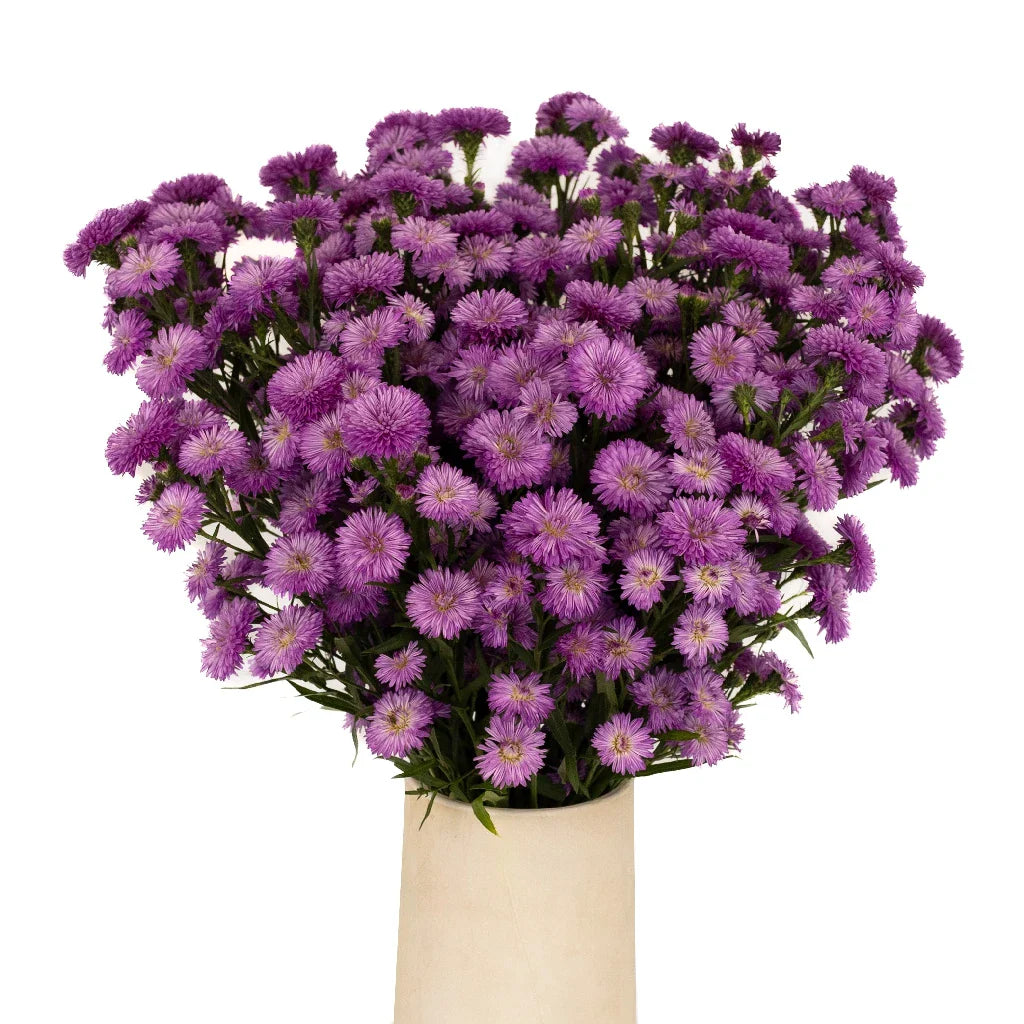 Purple Lilac Duplo Aster Flowers