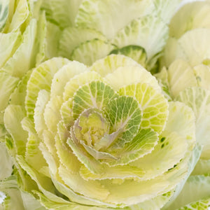 Ivory Princess Kale