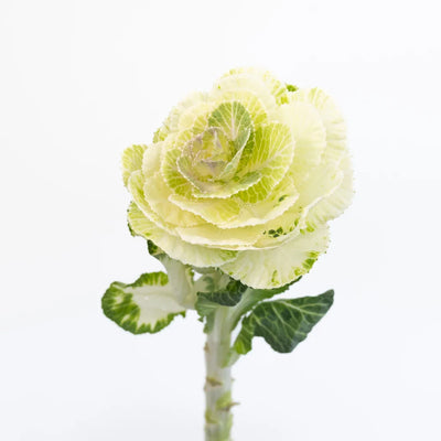 Ivory Princess Kale
