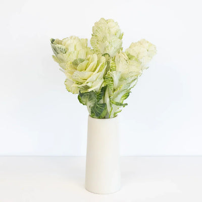 Ivory Princess Kale