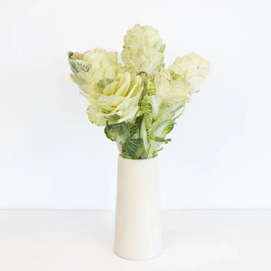 Ivory Princess Kale
