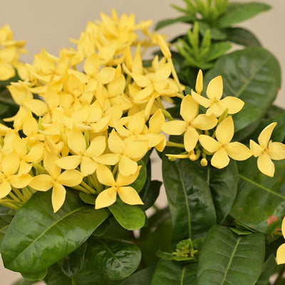 Ixora (Rugmini) Plant - Yellow