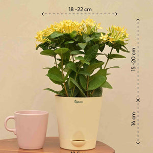 Ixora (Rugmini) Plant - Yellow