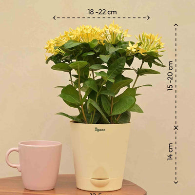 Ixora (Rugmini) Plant - Yellow