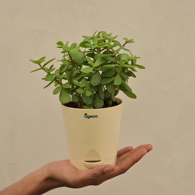 Jade Mini Plant For Environment Day Gifting
