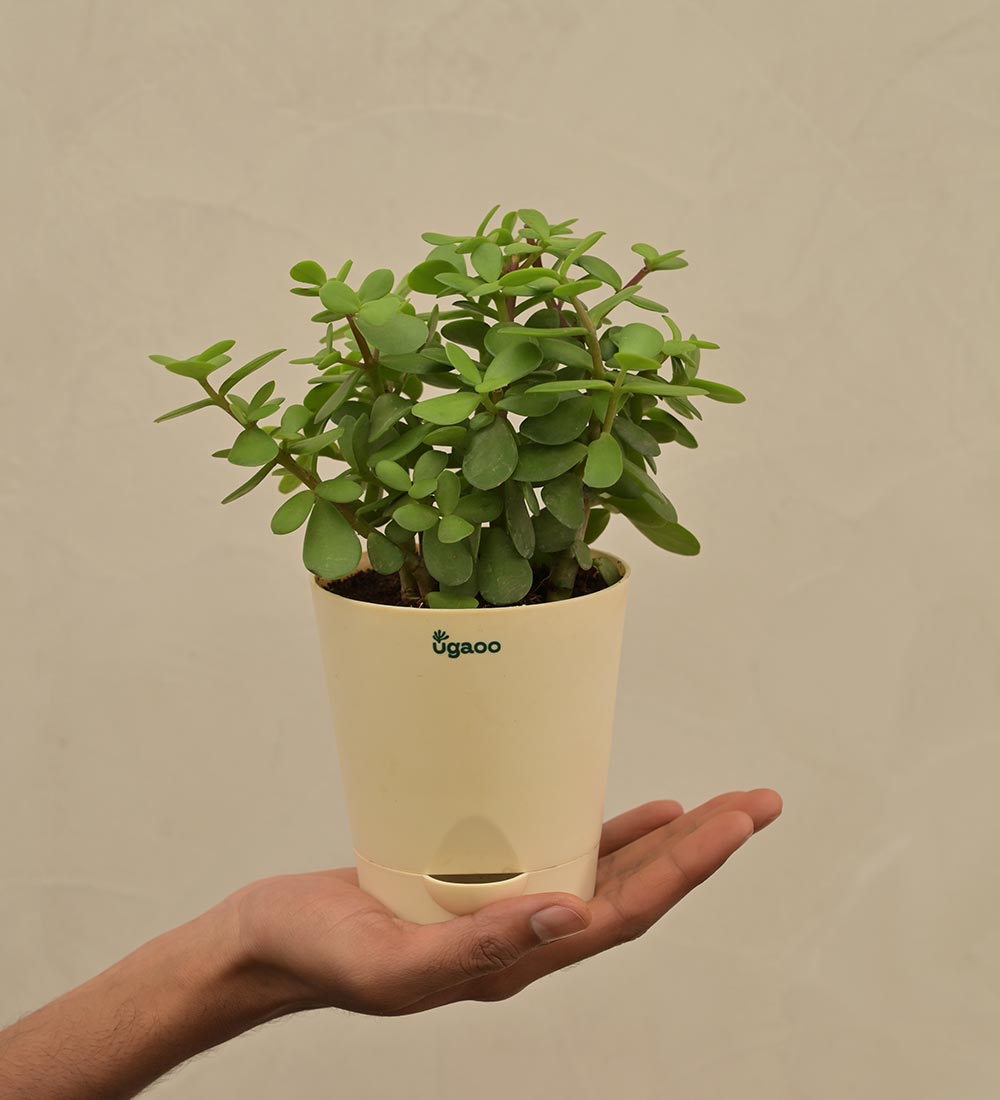 Jade Mini Plant For Environment Day Gifting