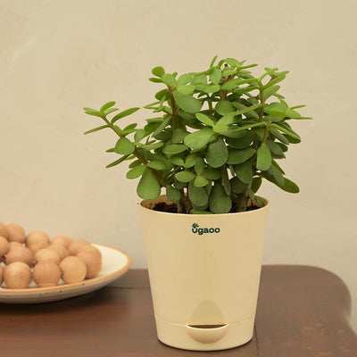 Jade Mini Plant For Environment Day Gifting