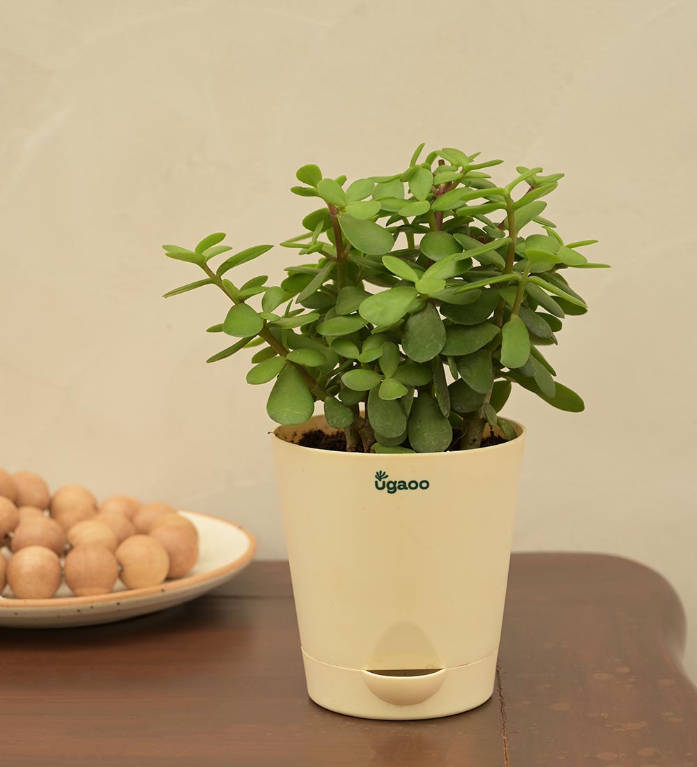 Jade Mini Plant For Environment Day Gifting