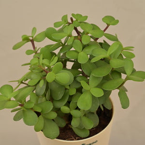 Jade Mini Plant For Environment Day Gifting