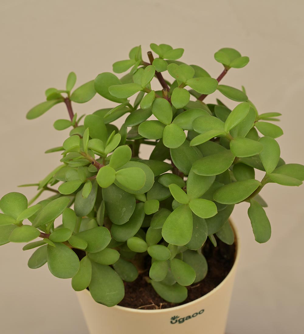 Jade Mini Plant For Environment Day Gifting