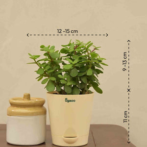 Jade Mini Plant For Environment Day Gifting