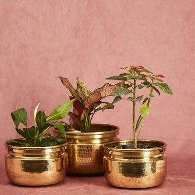 Brass Planters