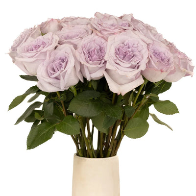 Lavender Arya Garden Rose