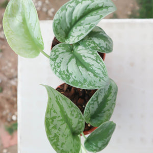 Silver Pothos (Scindapsus pictus) Money Plant Indoor Live Plant