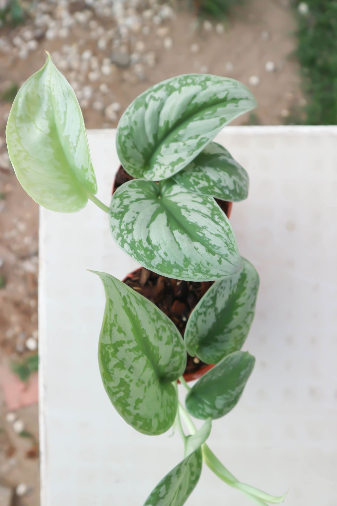 Silver Pothos (Scindapsus pictus) Money Plant Indoor Live Plant