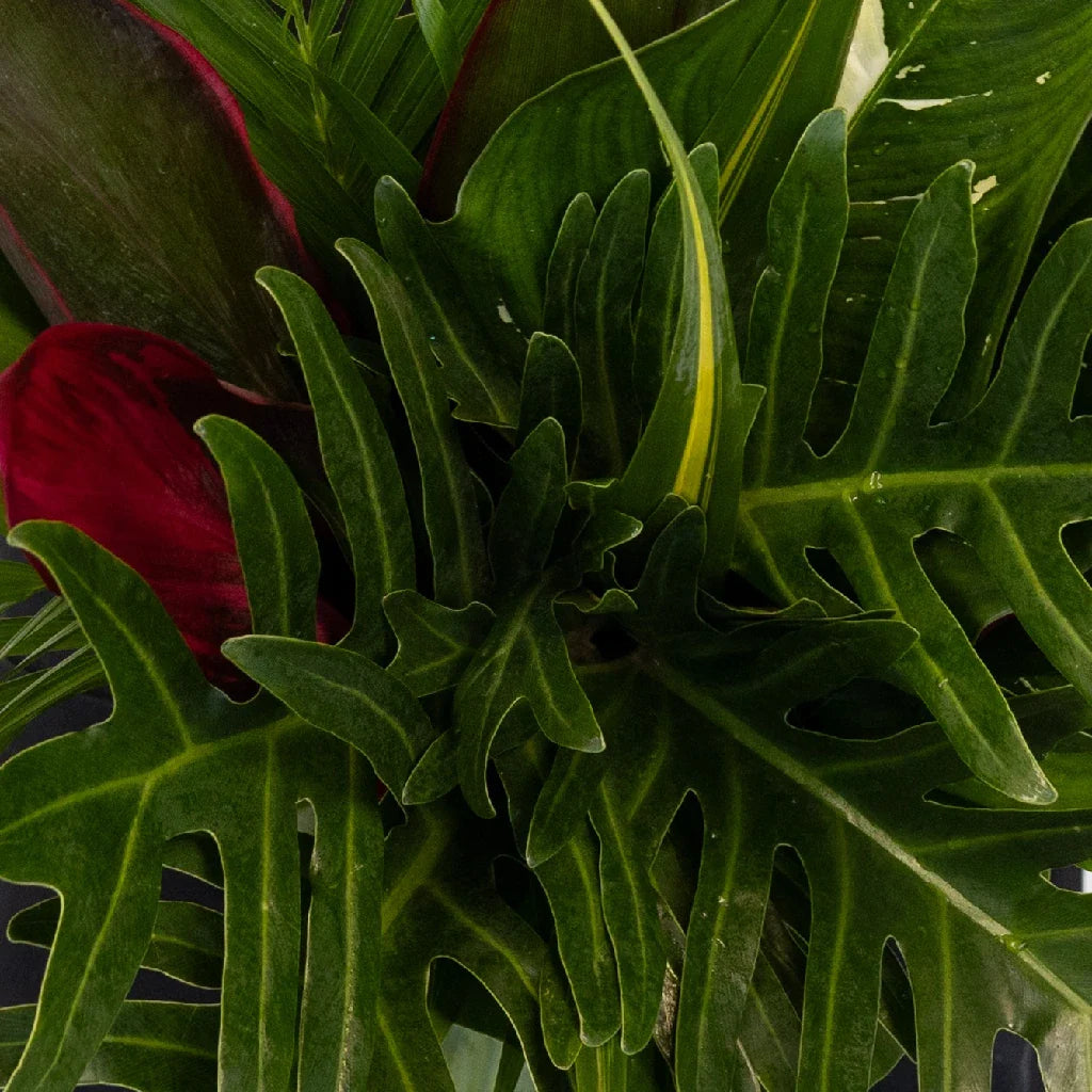 Lush Green Amazon Greenery Centerpiece