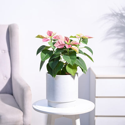 Poinsettia Pink Plant with Oslo Planter