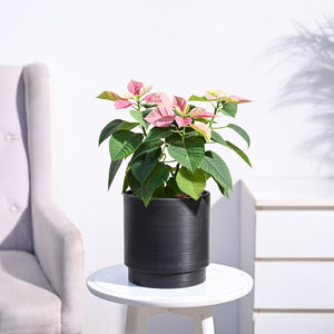 Poinsettia Pink Plant with Oslo Planter