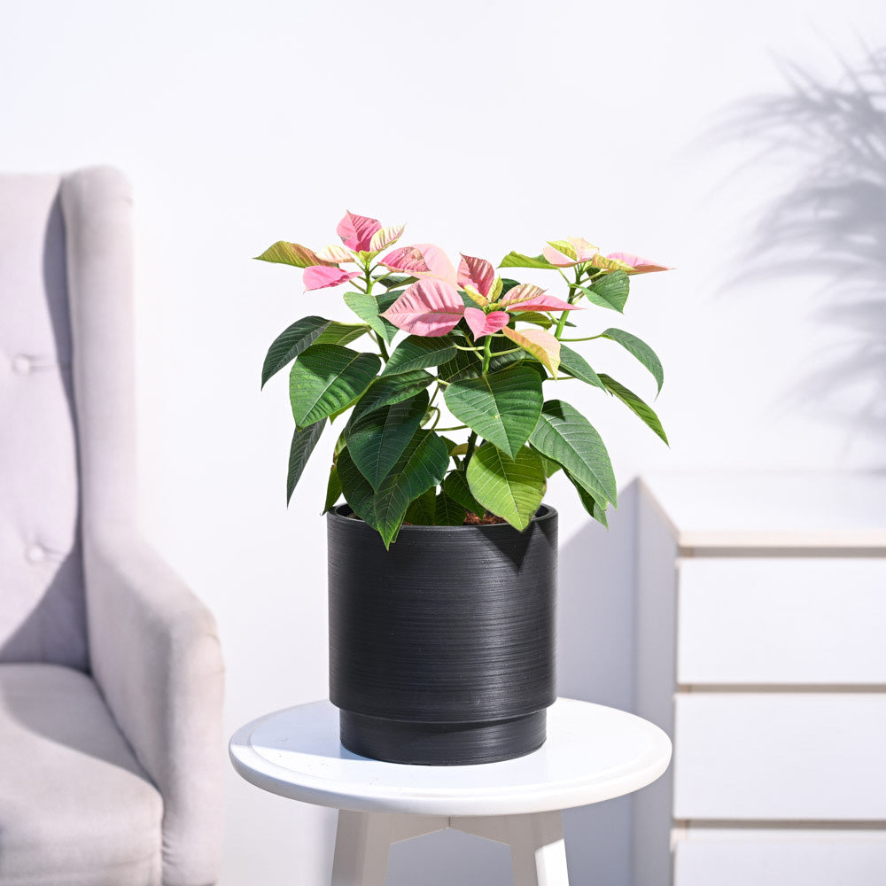 Poinsettia Pink Plant with Oslo Planter