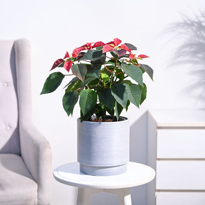 Poinsettia Red Plant with Oslo Planter