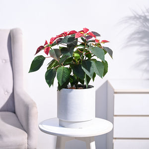 Poinsettia Red Plant with Oslo Planter