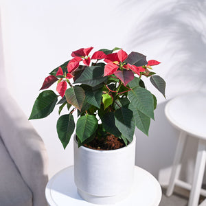 Poinsettia Red Plant with Oslo Planter