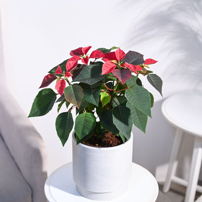 Poinsettia Red Plant with Oslo Planter